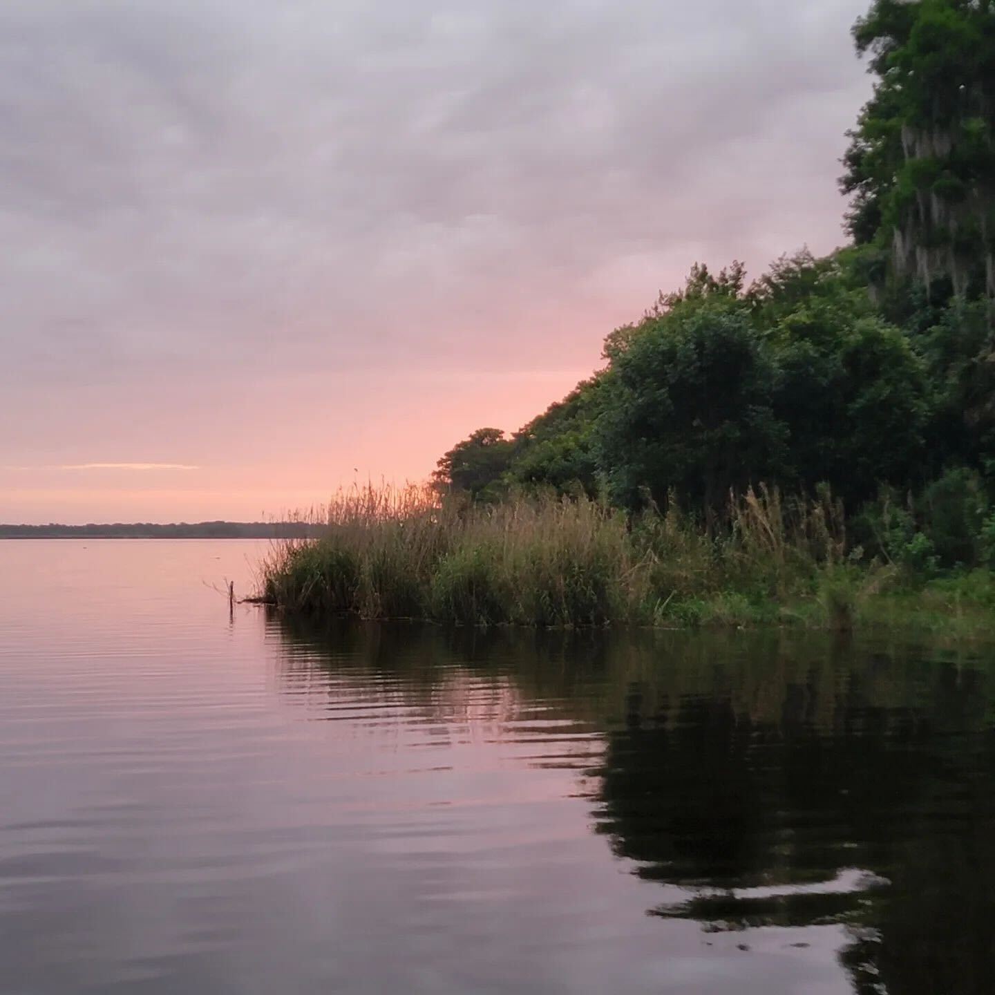 Lake Jesup Restoration Site - Victoria For Winter Springs