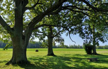 City of Winter Springs Tree Arbor Ordinance