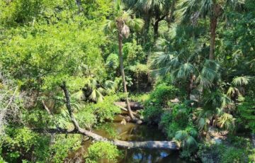 Creek Debris Removal in Winter Springs