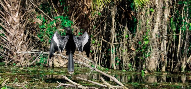 Addressing Critical Water Quality Issues in Winter Springs