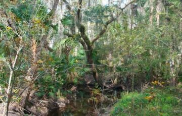 Clearing the Creeks: Winter Springs Debris Removal Project Underway
