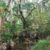 Clearing the Creeks: Winter Springs Debris Removal Project Underway