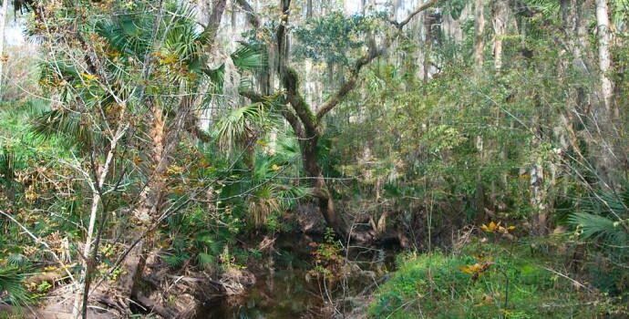 Clearing the Creeks: Winter Springs Debris Removal Project Underway